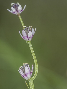 WildflowerPhotography by John Organ